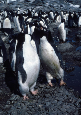 Adelie penguin -  squabble1