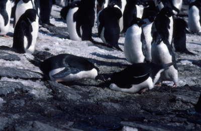 Adelie penguin -  squabble2