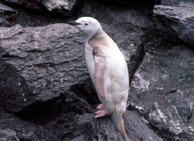 Chinstrap penguin -  penguin 10