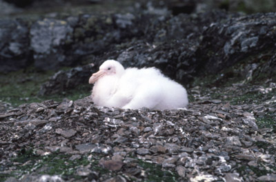 Giant Petrel -  chick 1