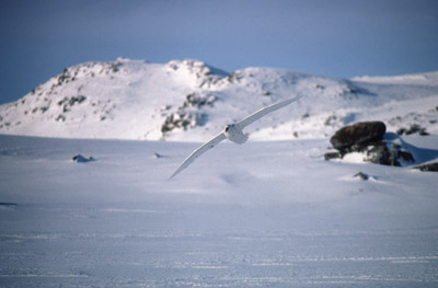 Giant Petrel -  flying 