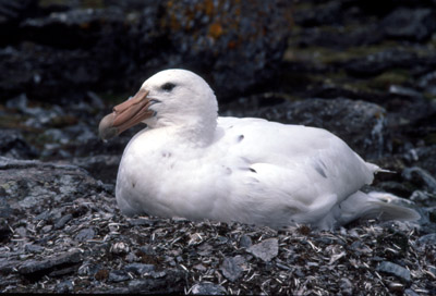 Giant Petrel -  parent 1