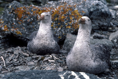 Giant Petrel -  parent 2