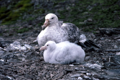 Giant Petrel -  parent chick  2