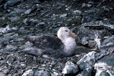 Giant Petrel -  parent chick  3