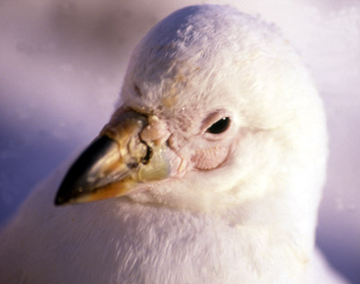 "Mutt" - American or Snowy Sheathbill - pose 3