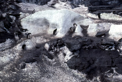 Penguin - Others - highway 1