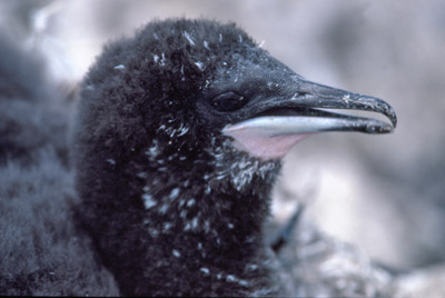 Blue eyed shag, Phalacrocorax atriceps - Chick 1