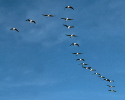 Blue eyed shag, Phalacrocorax atriceps - Flying 3