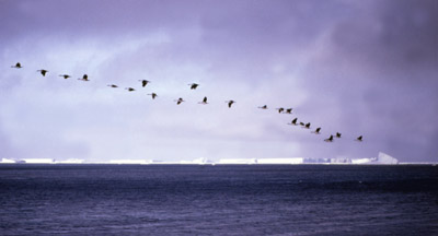 Blue eyed shag, Phalacrocorax atriceps - Flying 5