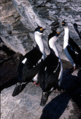 Blue eyed shag, Phalacrocorax atriceps - Group 1