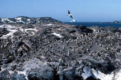 Blue eyed shag, Phalacrocorax atriceps - Group 5