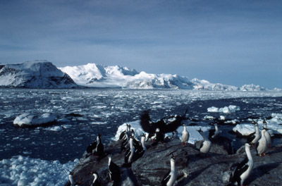 Blue eyed shag, Phalacrocorax atriceps - Group 9