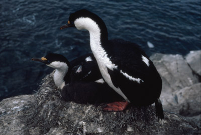 Blue eyed shag, Phalacrocorax atriceps - Nest 12