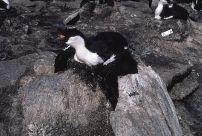 Blue eyed shag, Phalacrocorax atriceps - Nest 13