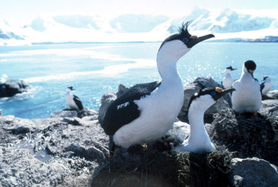 Blue eyed shag, Phalacrocorax atriceps - Nest 15