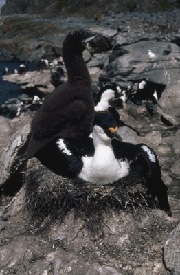 Blue eyed shag, Phalacrocorax atriceps - Nest 16