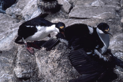 Blue eyed shag, Phalacrocorax atriceps - Nest 2