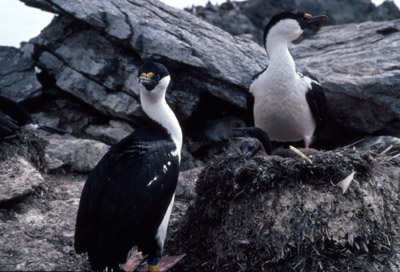 Blue eyed shag, Phalacrocorax atriceps - Nest 21