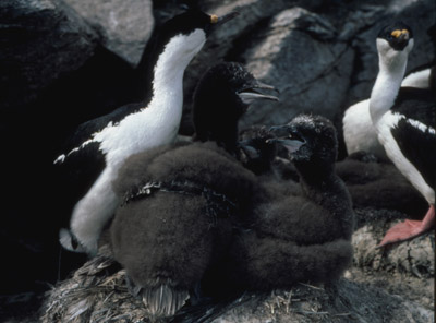 Blue eyed shag, Phalacrocorax atriceps - Nest 22