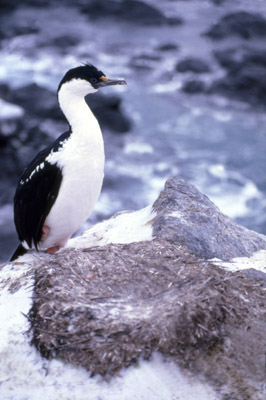 Blue eyed shag, Phalacrocorax atriceps - Nest 4