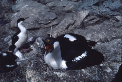 Blue eyed shag, Phalacrocorax atriceps - Nest 6