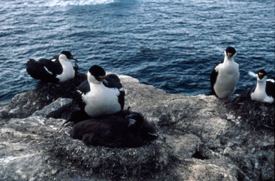 Blue eyed shag, Phalacrocorax atriceps - Nest 7