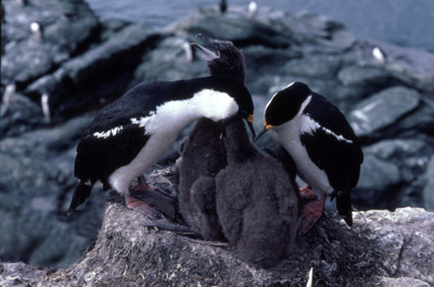 Blue eyed shag, Phalacrocorax atriceps - Parent-Chick 1