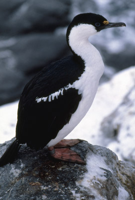 Blue eyed shag, Phalacrocorax atriceps - pose 4