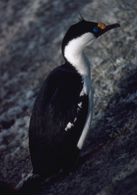 Blue eyed shag, Phalacrocorax atriceps - pose 5