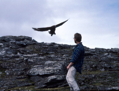 Skua - adults 2