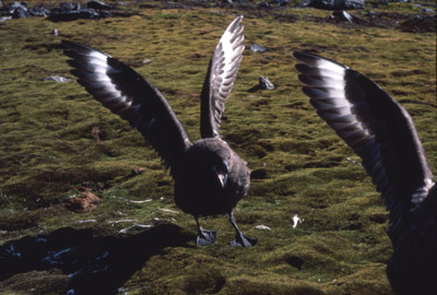 Skua - adults 5