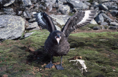 Skua - adults 6