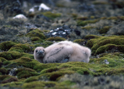 Skua - chick 1