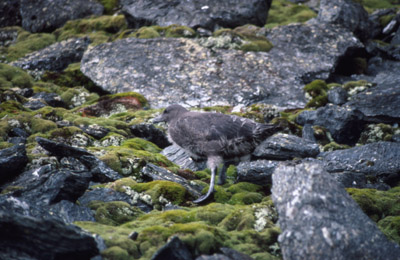 Skua - chick 2