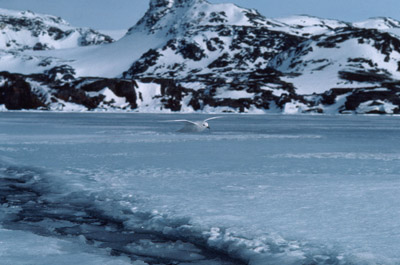 Snow Petrel - flying 1