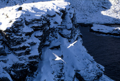 Snow Petrel - flying 17