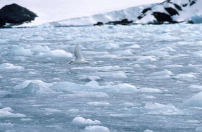 Snow Petrel - flying 5