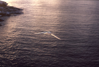 Snow Petrel - flying 7