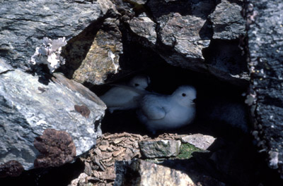 Snow Petrel - nest 2