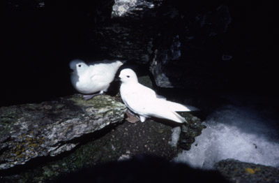 Snow Petrel - nest 5