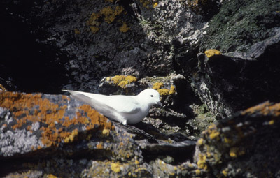 Snow Petrel - nest 6