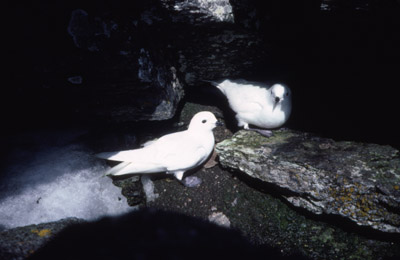 Snow Petrel - nest 7