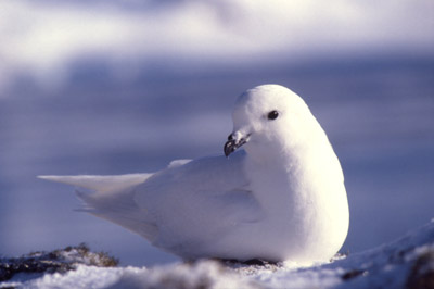 Snow Petrel - pose 1