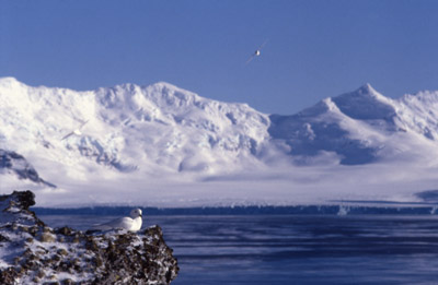 Snow Petrel - pose 3