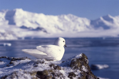 Snow Petrel - pose 4