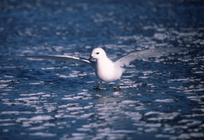 Snow Petrel - sea-ice 2