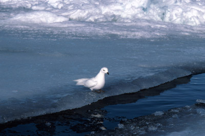 Snow Petrel - tide-crack 4