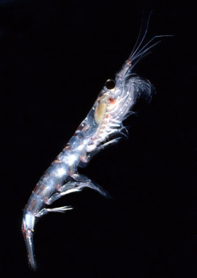 Krill