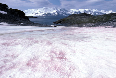 Raspberry ripple snow